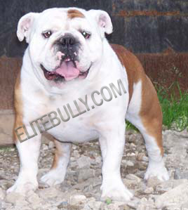 Look at this Elite Quality Bulldog