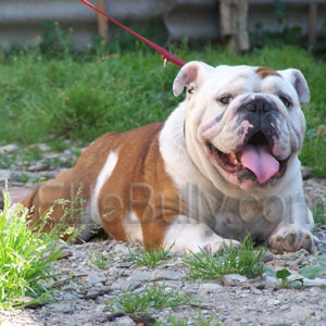 Trully Elite Bulldog