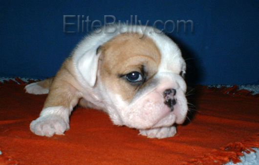 She just needs a new home