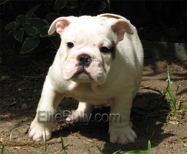 What a champion bloodline